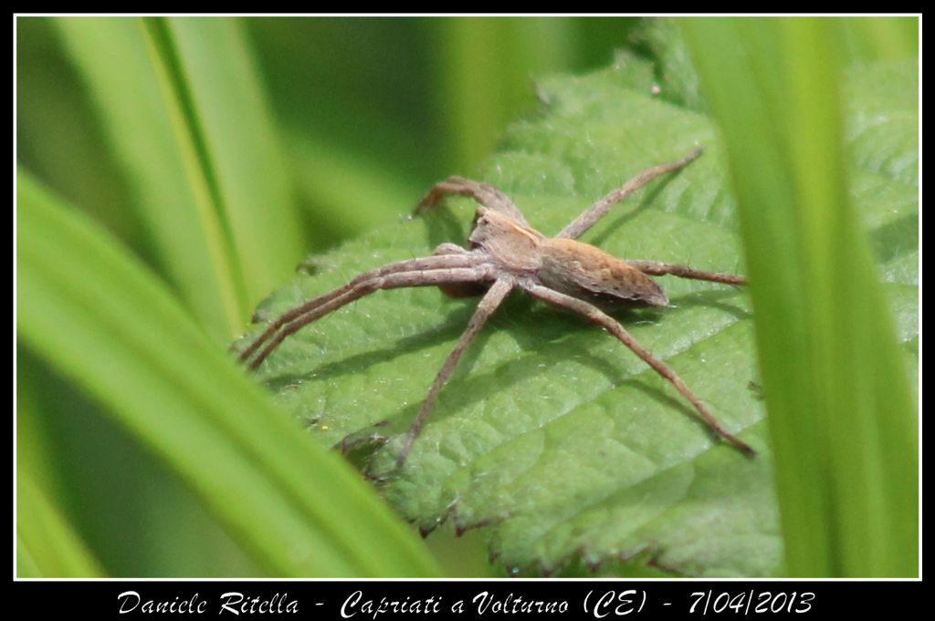 Pisaura sp. - Capriati (CE)